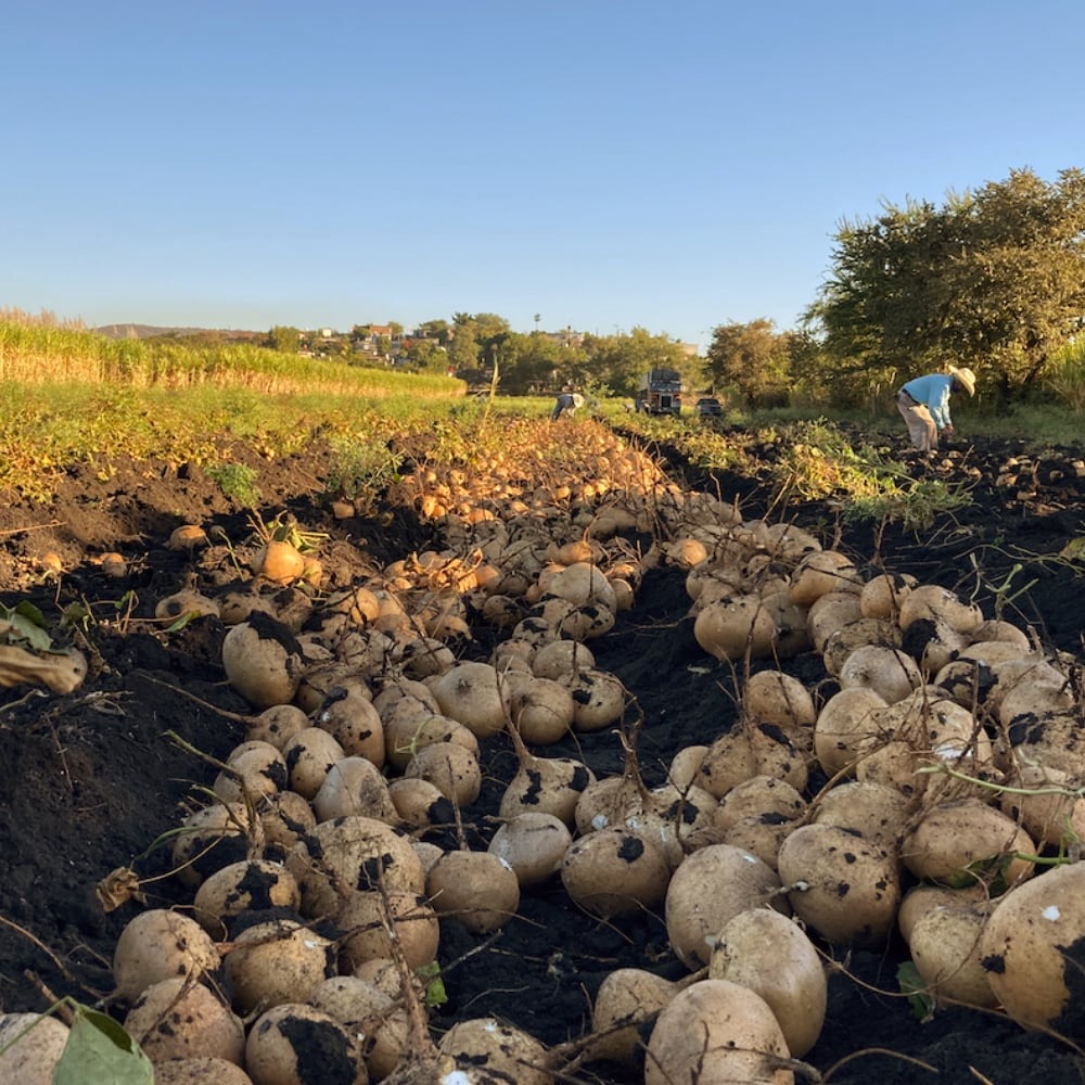 Proceso de producción y control de calidad